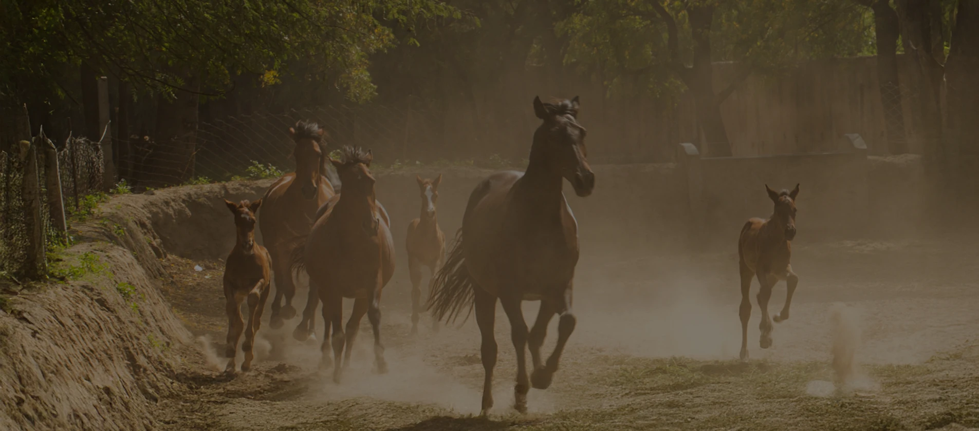 Trunks Company Polo Cup