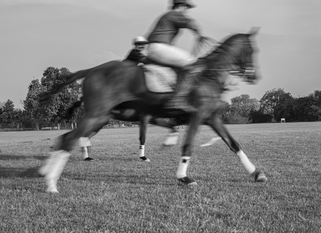 The Sport Of the kings